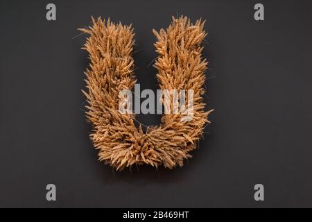 Letter U made from wheat on black background. Stock Photo