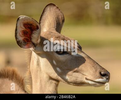portrait of antelope kudu (tragelaphus strepsiceros) female side in zoo pilsen Stock Photo