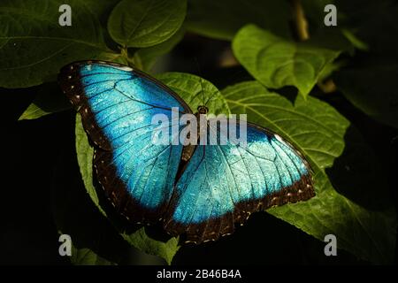 beautiful blue butterfly /  blauer Schmetterling Stock Photo