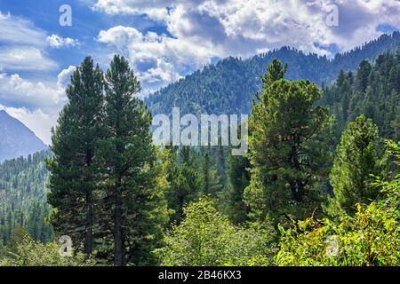 Landscape with Siberian pine trees. Mountain taiga on sunny day in August. Tunkinsky National Park. Russia Stock Photo