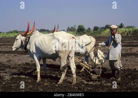Farmer talking on mobile phone with bullock ploughing his fields, Nasik, Nashik, Maharashtra, India, Asia Stock Photo