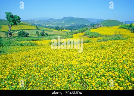 Mustard field, Araku Valley, hill station, Eastern Ghat, Visakhapatnam, Andhra Pradesh, India, Asia Stock Photo