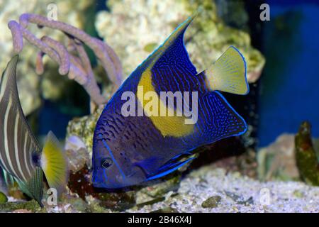 A juvenile Maculosus Angelfish, Pomacanthus maculosus, also known as the Yellow Bar, Yellow Band or Map Angelfish. Stock Photo