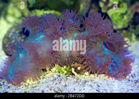 Elegance Coral, Catalaphyllia jardinei, a large-polyp stony coral Stock Photo