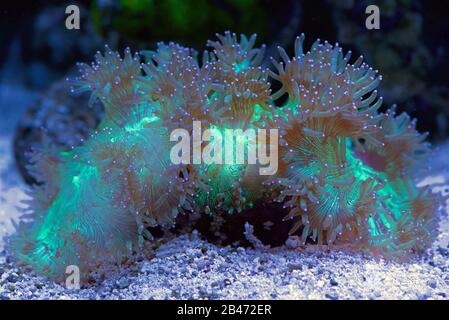 Elegance Coral, Catalaphyllia jardinei, a large-polyp stony coral Stock Photo