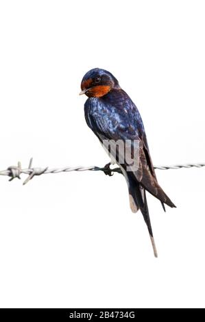 Barn swallow (Hirundo rustica) perched on barbwire fence against white background Stock Photo