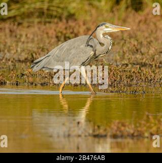 great blue heron with punk hair walking in shallow water, wild Stock Photo