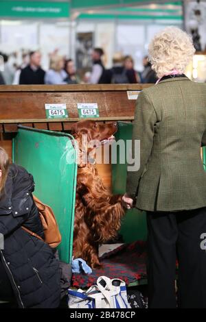 Birmingham, UK. 6th Mar, 2020. An Irish Setter and it's owner stay in contact on the second day of Crufts 2020 Credit: ️Jon Freeman/Alamy Live News Stock Photo