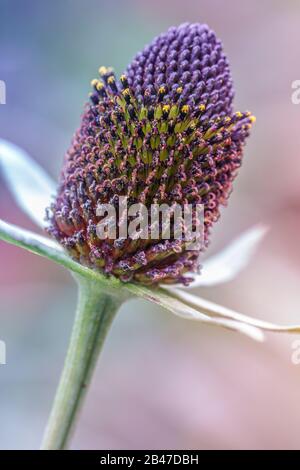 rudbeckia occidentalis flower head Stock Photo