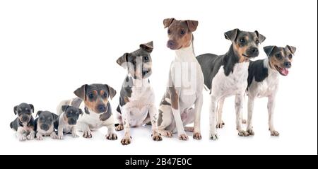 Brazilian Terriers in front of white background Stock Photo