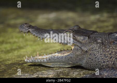 Caiman alligator in Costa Rica national park Stock Photo