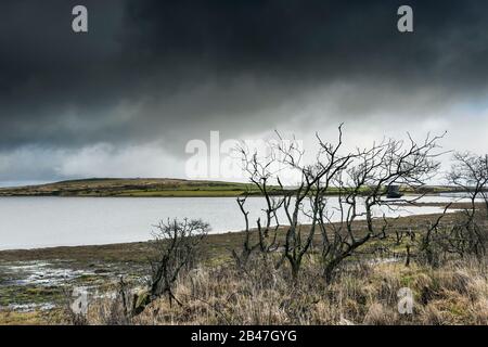 Skeletal dead trees on the foreshore of Colliford Lake on Bodmin Moor in Cornwall. Stock Photo