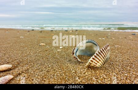 Open shell on sandy beach by the sea close-up. Shallow DOF! Stock Photo
