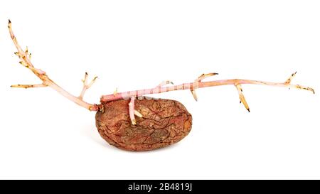 Old germinated pink potato isolated on white background. Big sprouts Stock Photo