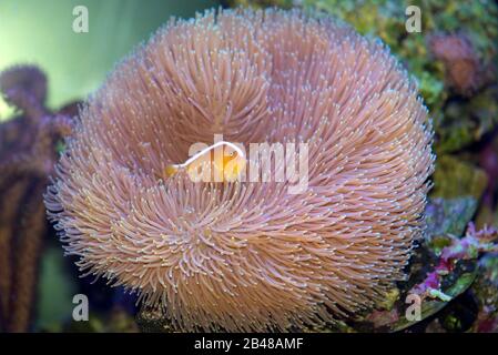 Orange Skunk Clownfish, Amphiprion sandaracinos, using a toadstool coral instead of a sea anemone Stock Photo