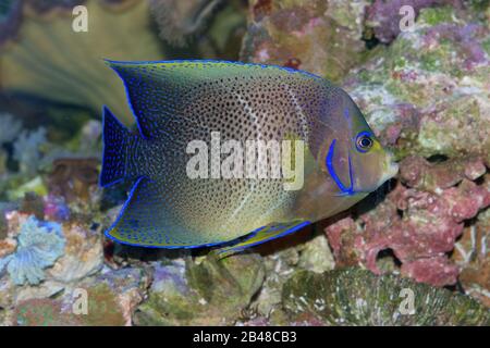 Koran Angelfish, also known as Semicircle, Semicirculatus, Half-Circle Angelfish, Pomacanthus semicirculatus, in transition between juvenile and adult Stock Photo