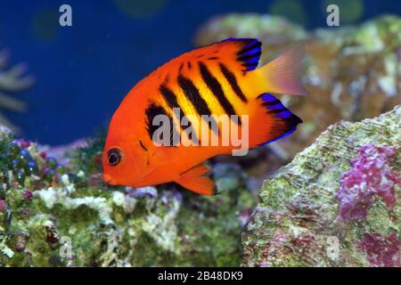 Flame Angelfish, Centropyge loricula, is a dwarf or pygmy marine angelfish from the tropical waters of the Pacific Ocean Stock Photo