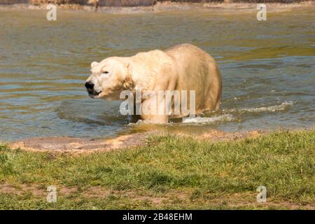 Nødager, Denmark - 22 April 2019: Large beautiful polar bear lies by a watering hole and relaxes. Stock Photo