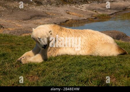 Nødager, Denmark - 22 April 2019: Large beautiful polar bear lies by a watering hole and relaxes. Stock Photo