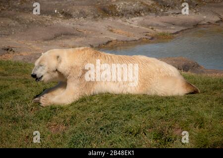 Nødager, Denmark - 22 April 2019: Large beautiful polar bear lies by a watering hole and relaxes. Stock Photo