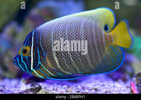 The saltwater Blue-faced Angelfish, Pomacanthus xanthometopon, in juvenile colors Stock Photo