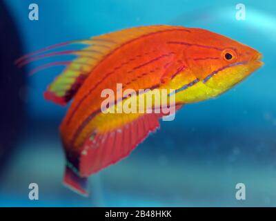 The Carpenter's Flasher Wrasse, Paracheilinus carpenteri, a small saltwater tropical fish Stock Photo