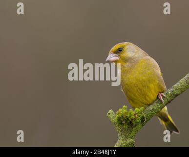 An adult Greenfinch (Carduelis chloris) in breeding plumage Stock Photo