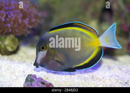 The Powder Brown Tang reef fish, Acanthurus japonicus Stock Photo