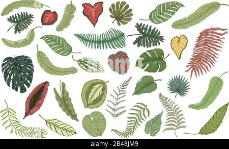 Tropical leaves set. Jungle plants in vintage style. Collection of exotic flowers and elements. Hand drawn engraved monochrome sketch. Vector Stock Vector