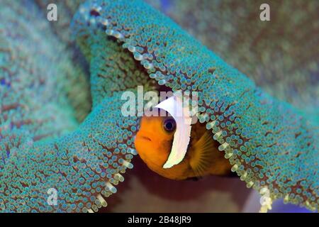 The Saddleback Clownfish, Amphiprion polymnus, takes shelter in a Haddon’s Carpet or Saddle Anemone, Stichodactyla haddoni Stock Photo