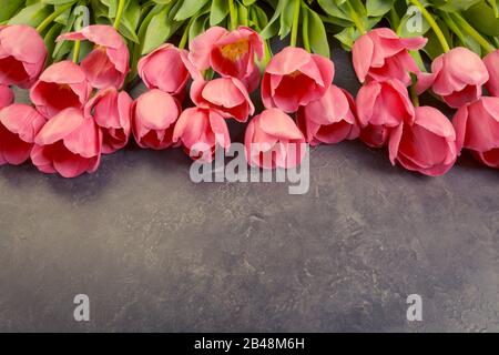 Pink tulips on a dark gray grunge background. Copyspace. Stock Photo
