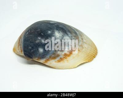 Blue green brown shell of clam isolated on white background Stock Photo