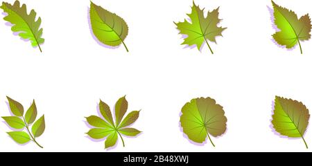 Green leaf set on white background. Vector isolated illustration. Spring, summer leaves collection. Textured drawing nature graphic element. Oak maple birch chestnut, rowan, grape, ash, aspen. Stock Vector