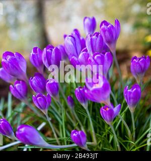 Close up of lilac crocuses planted in garden border Stock Photo