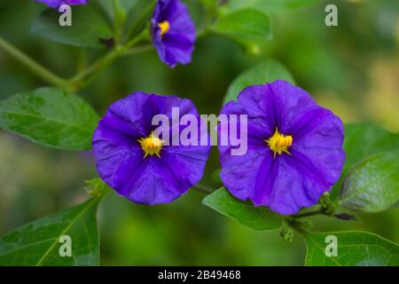 Blossom of a Kangaroo Apple or Poroporo also called Solanum laciniatum or Kängurustrauch, selected focus and bokeh Stock Photo