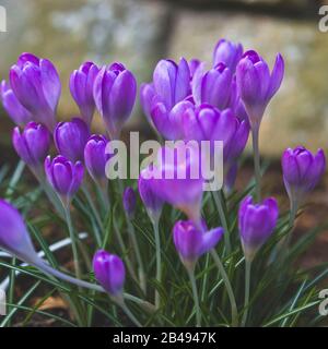 Close up of lilac crocuses planted in garden border Stock Photo