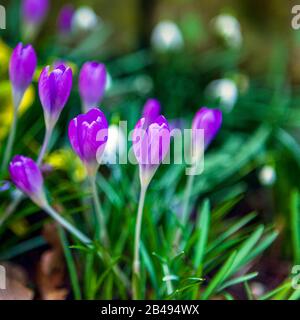 Close up of lilac crocuses planted in garden border Stock Photo