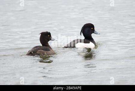 Male and female Tufted Duck (Aythya fuligula) Stock Photo