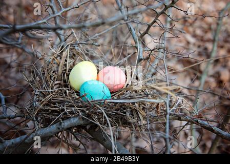 Multi-colored Easter eggs in a nest in the bushes. Spring easter concept. Stock Photo