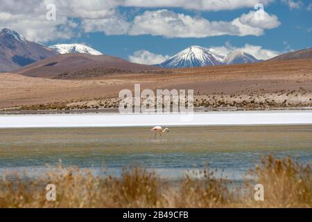 Laguna Canapa in the Andean Altiplano of southern Bolivia. Stock Photo