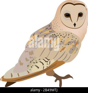 Illustration of owl, with white background vector Stock Vector