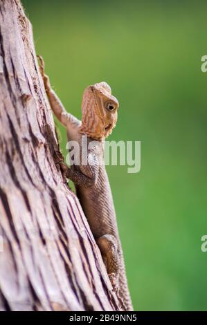 Lizard on a beach in Gambia, Agama Lizard (Agama Agama) Stock Photo