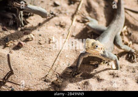 Lizard on a beach in Gambia, Agama Lizard (Agama Agama) Stock Photo