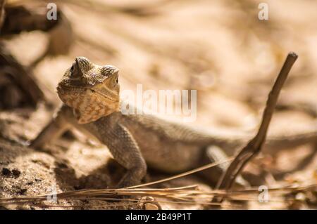 Lizard on a beach in Gambia, Agama Lizard (Agama Agama) Stock Photo