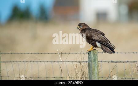 Buzzard on a post Stock Photo