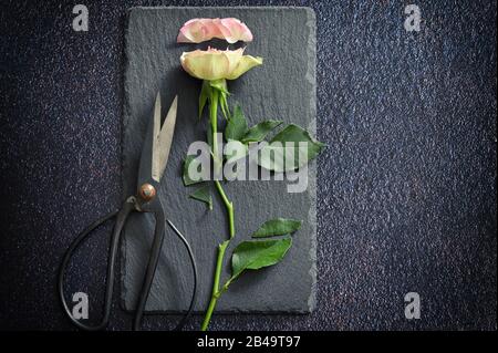 Cut Pink Rose and Scissors on Ardesia Stone Stock Photo