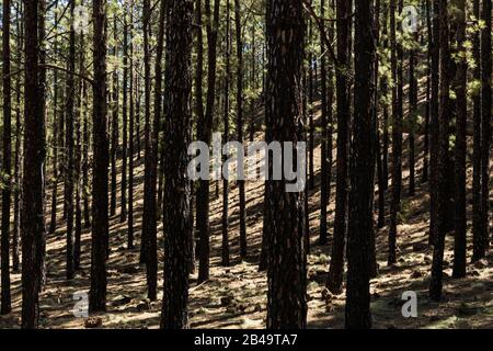Blackened pine tree trunks and shadows on a hillside create a graphic crossover image in the forest on Tenerife, Canary Islands, Spain Stock Photo