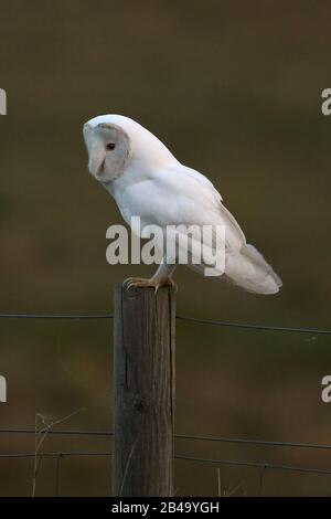 White Barn Owl (Tyto alba) leucistic brown ino NWT Cley Marsh Norfolk UK Stock Photo