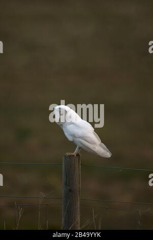 White Barn Owl (Tyto alba) leucistic brown ino NWT Cley Marsh Norfolk UK Stock Photo