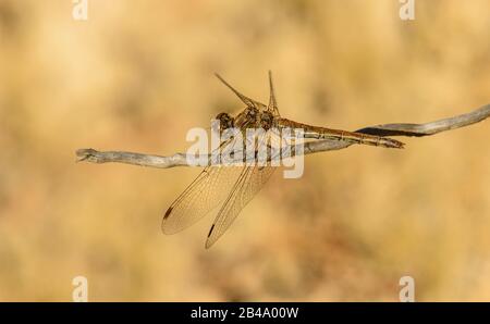 big grey brown orange dragonfly sitting on twig, wild Stock Photo